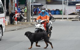 Cấm nuôi chó dữ, tại sao không?