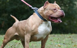 Từng mệnh danh là ‘chó bảo mẫu’, vì sao pitbull ngày càng hung bạo?