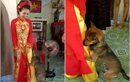 Những lần cún cưng làm 'tiểu tam' trong đám cưới gia chủ