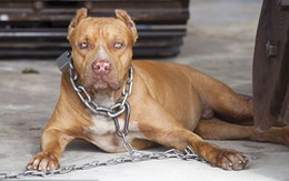 Cục Chăn nuôi: Chó dữ như pitbull sẽ được lấy ý kiến để quản lý