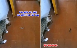 Mèo ngơ ngác khi chuột giả chết lăn chục vòng trước mặt