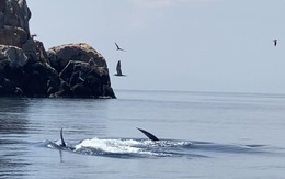 Cá voi dài 12m bất ngờ xuất hiện ở biển Đề Gi