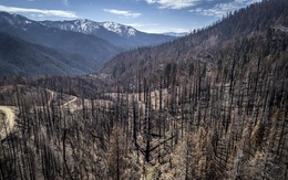 Mỹ trồng 1 tỉ cây xanh ở các khu rừng bị cháy