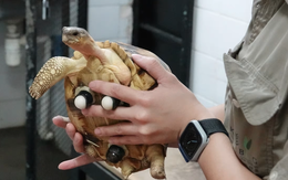 Gắn bánh xe làm chân cho chú rùa có nguy cơ tuyệt chủng