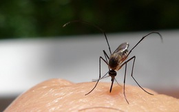 Tìm ra cách ngăn muỗi 'đánh hơi' người bị sốt xuất huyết để lây bệnh