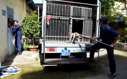 Bộ Nông nghiệp muốn các địa phương lập đội bắt chó thả rông như TP.HCM và Hà Nội
