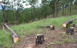Bắt 3 người hạ hơn 300 cây thông để chiếm đất rừng làm vườn