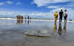 Hàng trăm con sứa khổng lồ chết bí ẩn dạt vào bờ biển Bangladesh