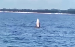 Ngư dân quay được cảnh cá voi ‘tung tăng’ trên vùng biển Móng Cái