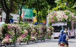 Roadshow siêu ấn tượng: Xe đạp, xích lô, bus ngập tràn sắc hoa sen