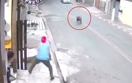 Chàng trai nhanh trí nhốt chú chó vào nhà khi bị pitbull rượt