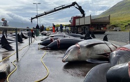 Cuộc thảm sát cá heo lớn nhất trong 124 năm ở quần đảo Faroe