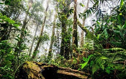 Suntory PepsiCo Việt Nam trồng rừng giữ nước để phát triển bền vững