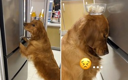 Chú chó bị sen phạt vì trộm thức ăn trong tủ lạnh