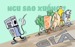 Lên đến đây rồi xuống làm chi?