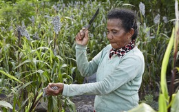 Indonesia trồng cao lương thay lúa mì nhập khẩu
