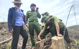 Tạm đình chỉ công tác cán bộ bảo vệ rừng vì hàng chục cây gỗ tự nhiên bị chặt hạ