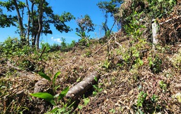 Dân lấn chiếm cả chục hecta rừng, trồng cây 3-6 năm mà xã, chính quyền không biết