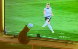 Chú mèo cản phá cú sút phạt trong tivi