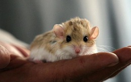 Các nhà khoa học nuôi cấy thành công phôi chuột nhân tạo bên ngoài tử cung