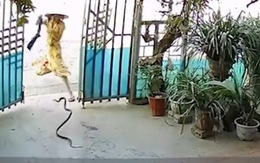 Người phụ nữ hoảng hồn khi thấy rắn bò trước cổng