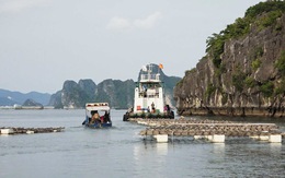 Để xảy ra nuôi thủy sản trái phép trên vịnh Bái Tử Long, 4 cán bộ bị đình chỉ công tác