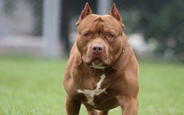Chó pitbull nặng 40kg cắn chết nữ chủ nhà 64 tuổi