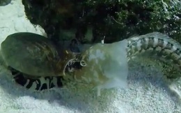 Khoảnh khắc ốc biển giăng bẫy bắt cá