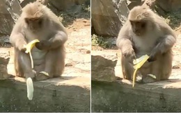 Chú khỉ chán chẳng thèm nói khi miếng ăn đến miệng còn bị rơi