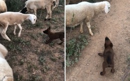 Chó con hú hồn khi bị cừu lườm