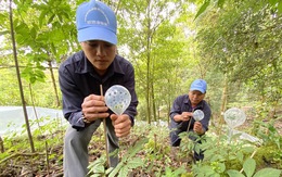 Đưa sâm Ngọc Linh ra khỏi 'tủ kiếng'