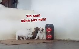 Đàn chó con hú hồn khi nghe sen hát