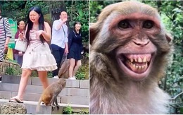 Khỉ cười sung sướng khi cướp được đồ ăn trên tay cô gái