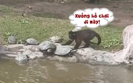 Đàn rùa khổ sở vì bị khỉ gây sự, đẩy xuống hồ