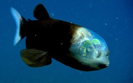 Tìm thấy loài cá có đầu trong suốt dưới đáy đại dương sâu thẳm