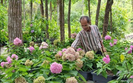 Người trồng kỳ hoa Đà Lạt ở đảo ngọc