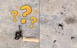 Kiến gọi cả đàn đến tha con ruồi về tổ khi bị 'bắt nạt'