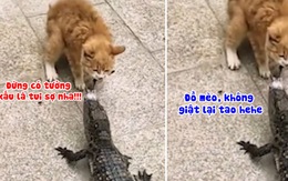 Mèo bất lực khi giành đồ ăn trên miệng cá sấu