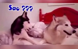 Husky ngơ ngác khi bạn đời giận vô cớ