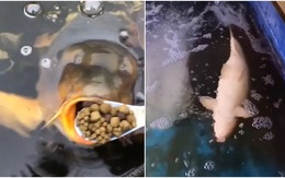 Video hài nhất tuần qua: Cá phơi bụng vì cô gái đút ăn cả túi cám