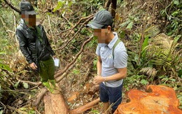 Kỷ luật 16 lãnh đạo ngành lâm nghiệp Kon Tum để mất rừng
