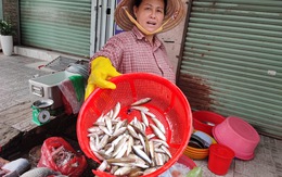 Giá bán đặc sản cá linh giảm dần