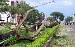 Giải pháp nào cho cây xanh đô thị Đà Nẵng?