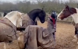 Hai thanh niên giả ngựa bối rối khi bị đàn ngựa bao vây