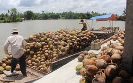 Độc đáo chợ dừa nổi Bến Tre - Kỳ 3: Biến tấu nước dừa khô một thời đổ bỏ