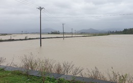 Mưa lớn kéo dài, nông dân Phú Yên rơi nước mắt