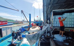 Tàu cá bám biển xuyên Tết: 'Năm nào không ăn Tết trên biển lại thấy thiếu gì đó'