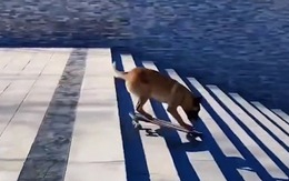 Chú chó chơi trò trượt ván điêu luyện
