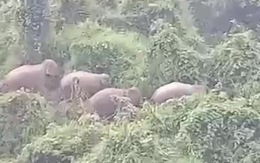 Đàn voi rừng 5 con vào sát khu dân cư