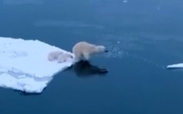Gấu Bắc Cực dạy con cách thích nghi với môi trường sống